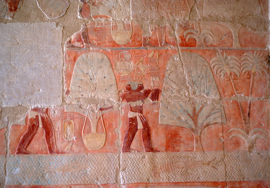 Egipcjanie niosący drzewa balsamowca, ściana południowa, fot. F. Taterka